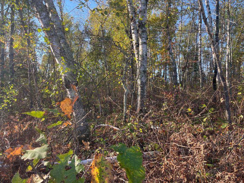 TBD-2 Oak Leaf Rd, Kerrick, MN 55756