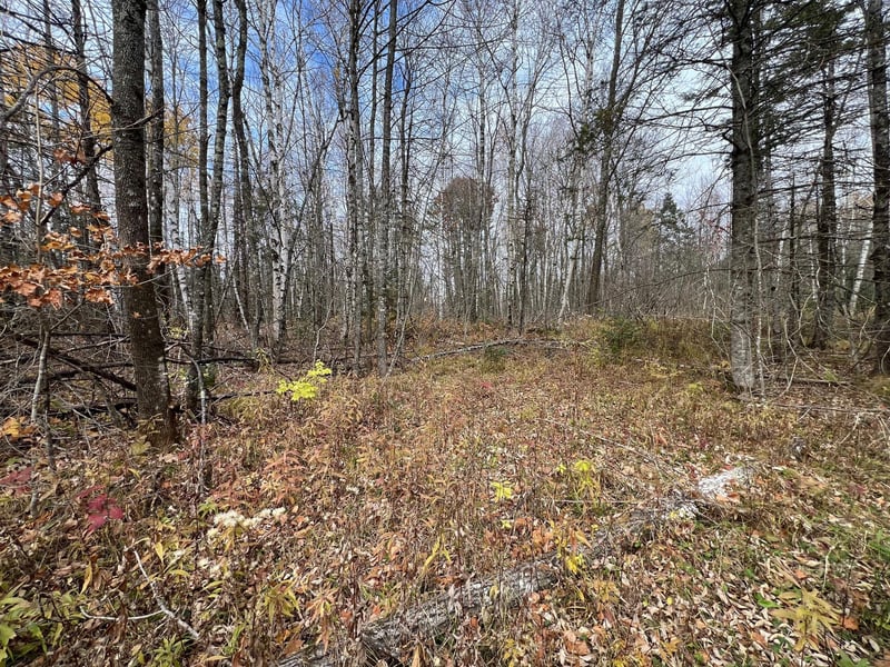 XXX Deer Lake Rd, Exeland, WI 54835