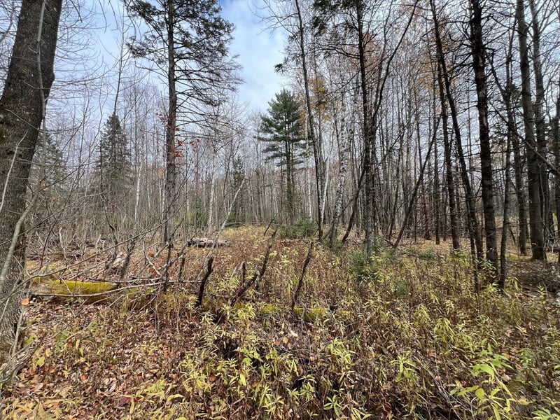 XXX Deer Lake Rd, Exeland, WI 54835