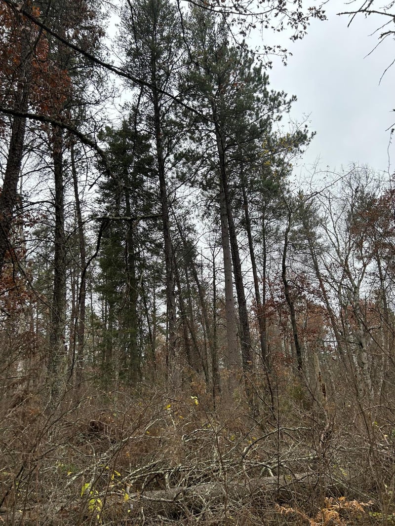 160 AC Basswood Lake Rd, Ponsford, MN 56575