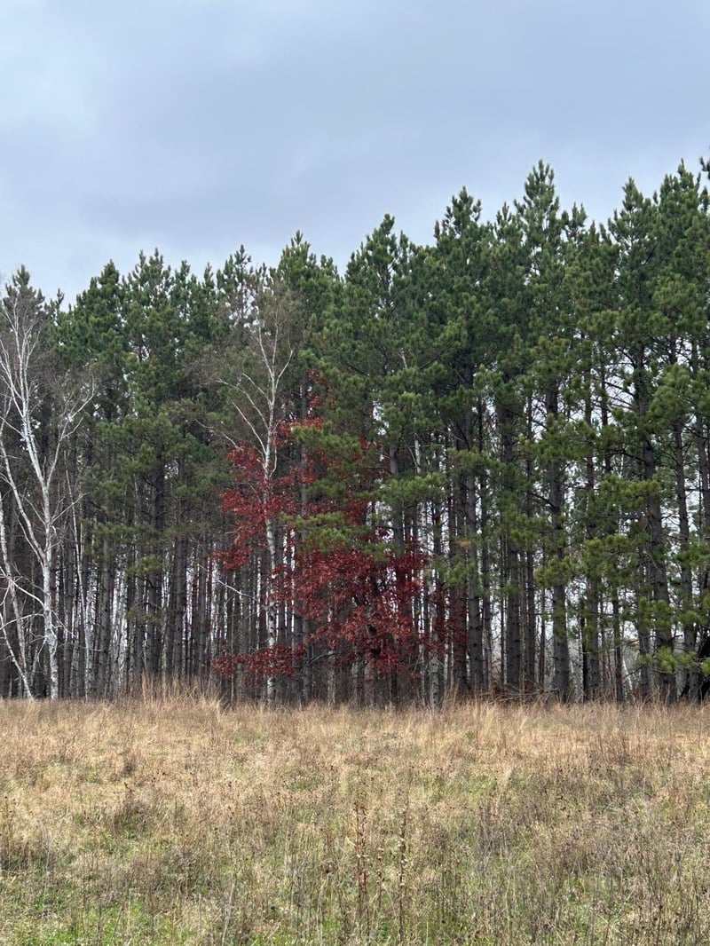 160 AC Basswood Lake Rd, Ponsford, MN 56575