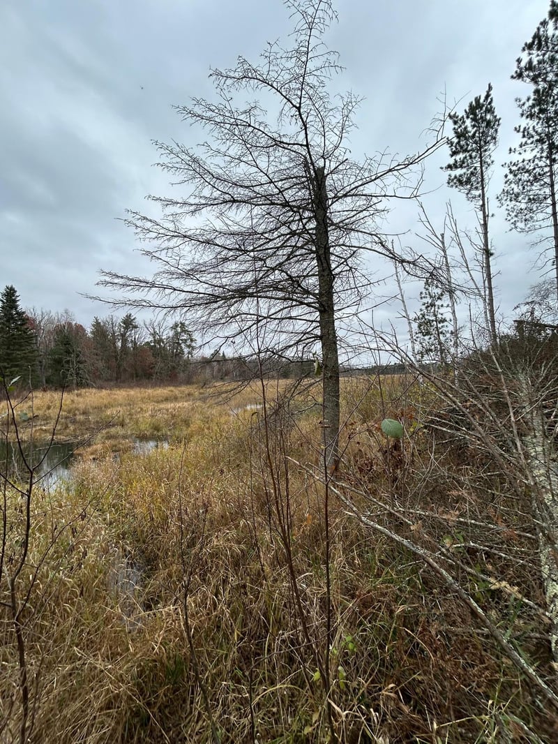 160 AC Basswood Lake Rd, Ponsford, MN 56575