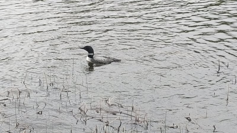 TBD 330th Ave, Rochert, MN 56578