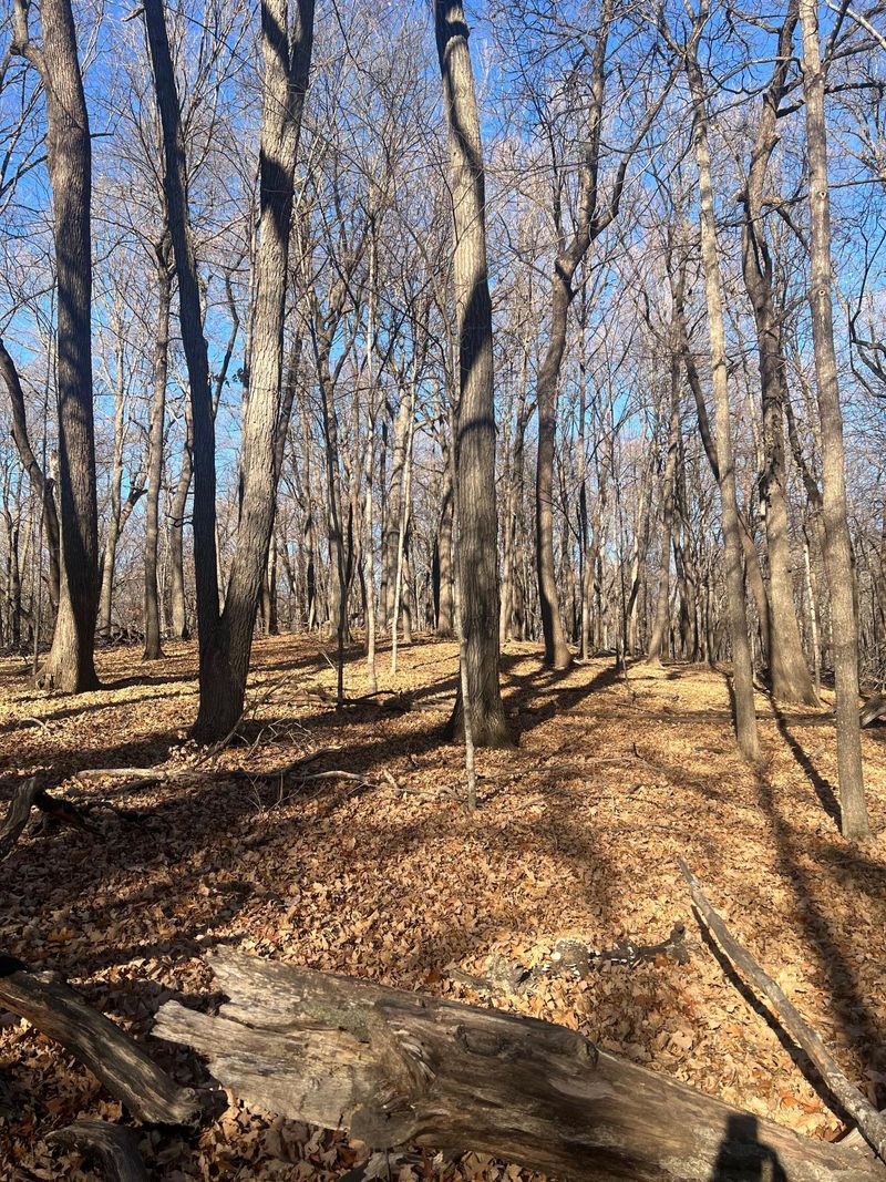 TBD Moe Hall Rd NW, Garfield, MN 56332
