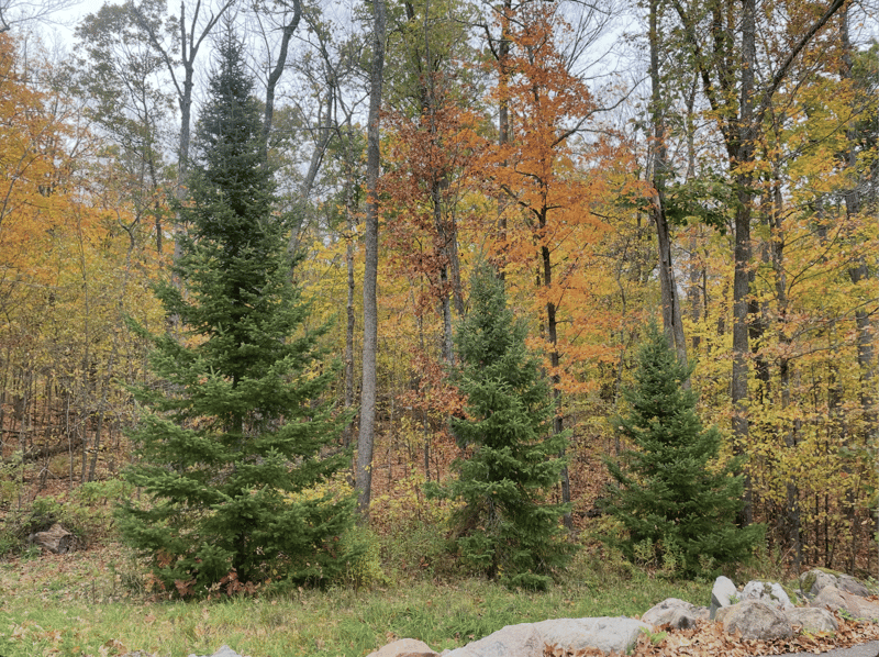 656N Hickory Ridge Trl, Exeland, WI 54835