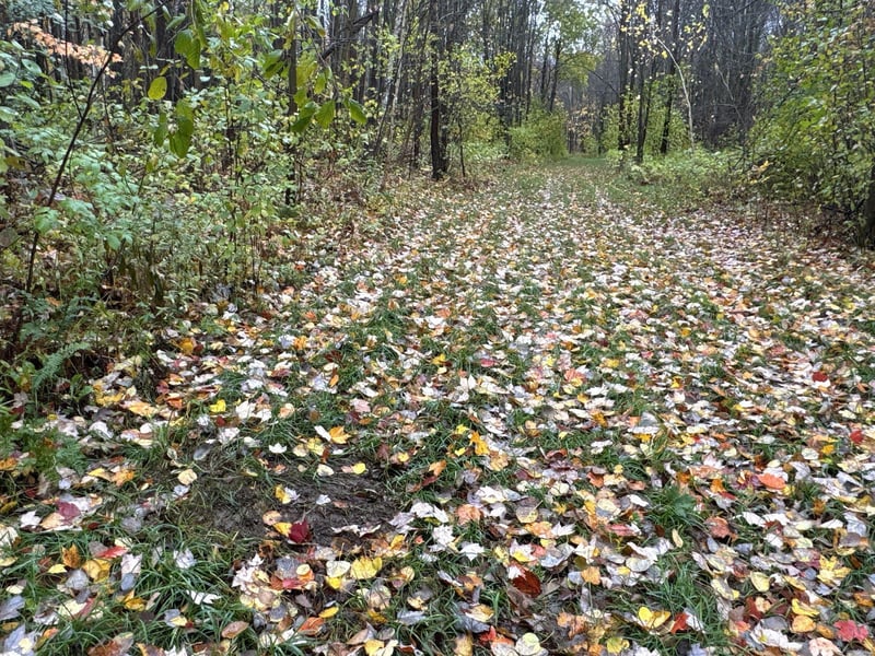 16XXX W County Road O, Weyerhaeuser, WI 54895
