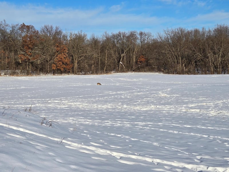 20.05 Acres County Road N, Wheeler, WI 54772