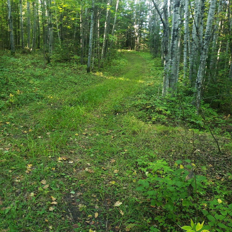 TBD Gamma Rd, Kabetogama, MN 56669