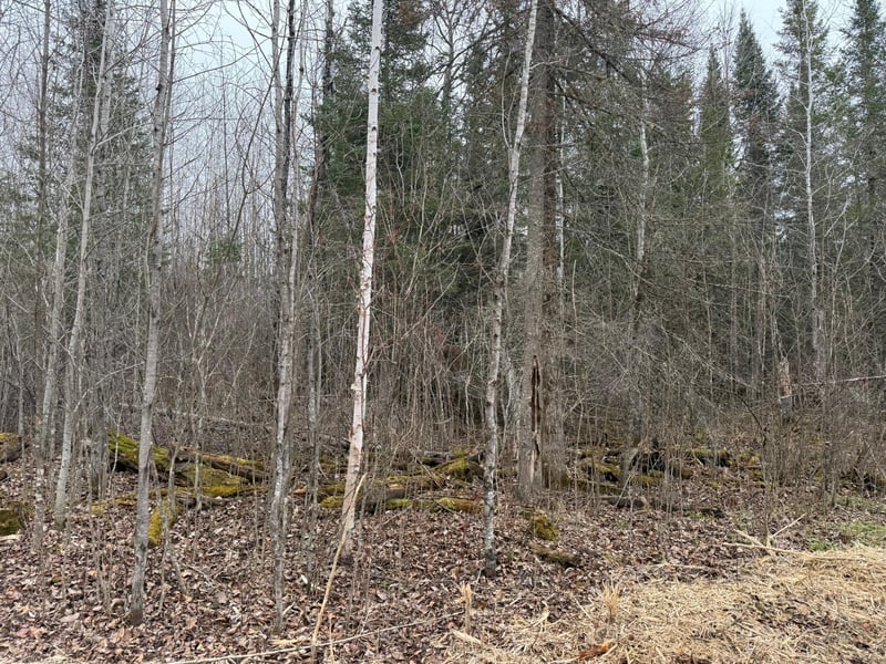 42585 N Little Turtle Lake Rd, Marcell, MN 56657