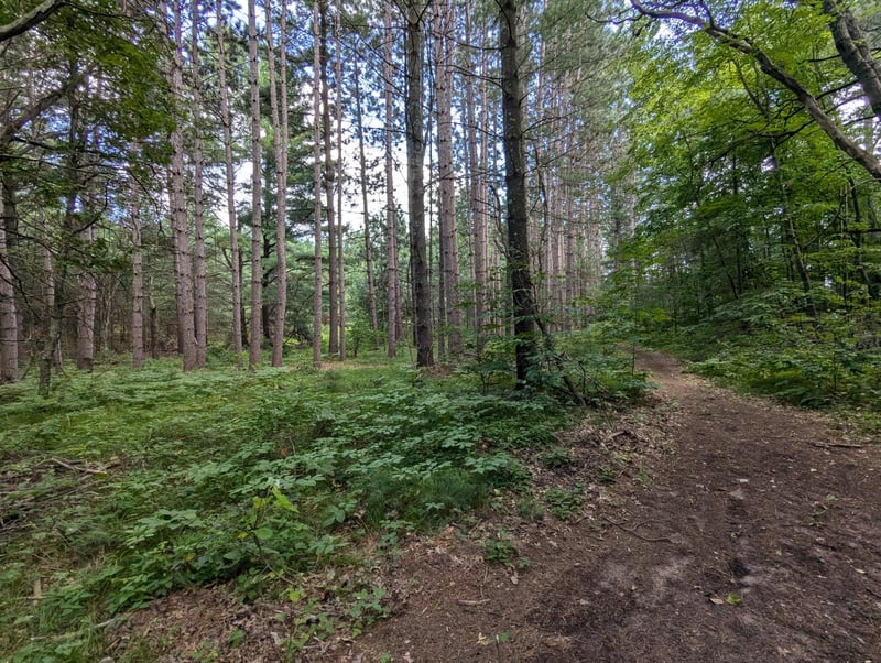 Lot 5 Fosmo, Webster, WI 54893