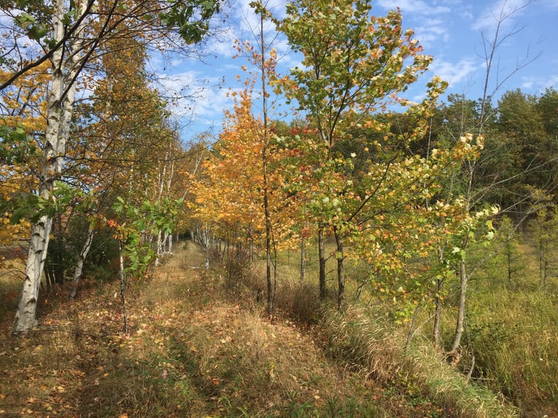 XXX Old Highway 63, Barronett, WI 54871
