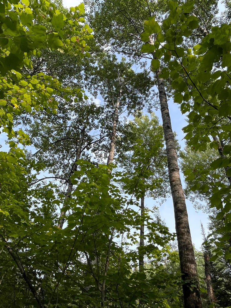 TBD S Lost Lake Rd, Hovland, MN 55606