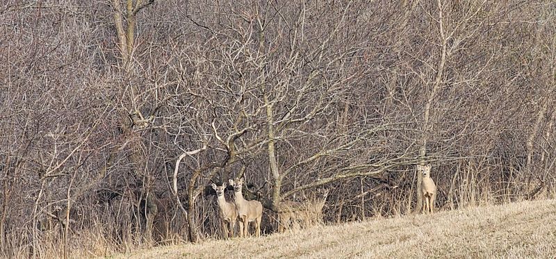 TBD Hill St, Chatfield, MN 55923