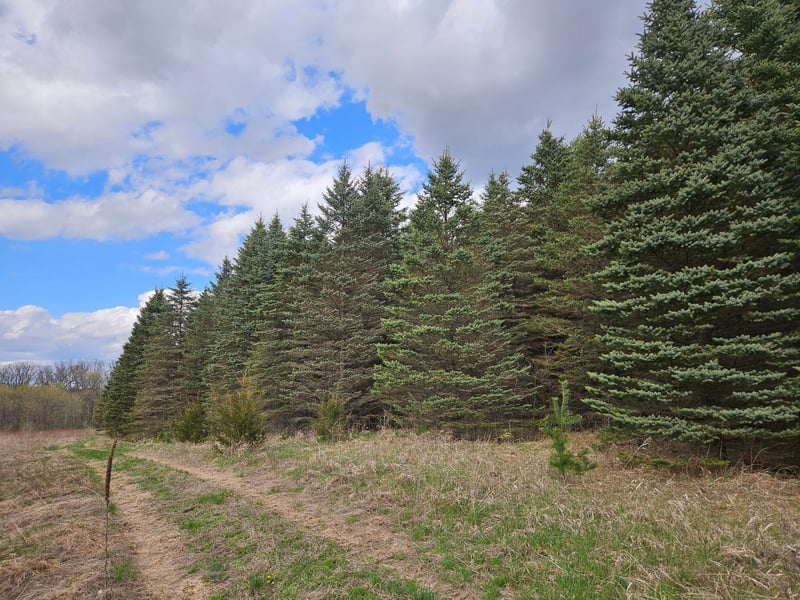 XXX TBD County Rd 115 +/ 17 63 Acres, Saint Augusta, MN 56301