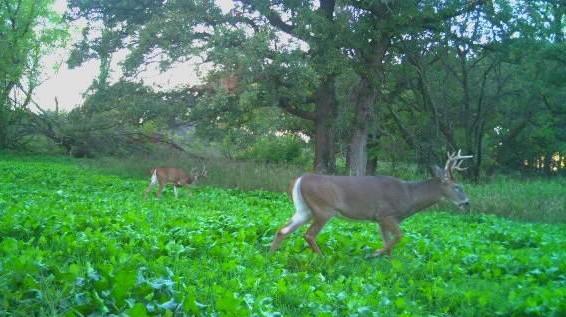 XXX TBD County Rd 115 +/ 17 63 Acres, Saint Augusta, MN 56301