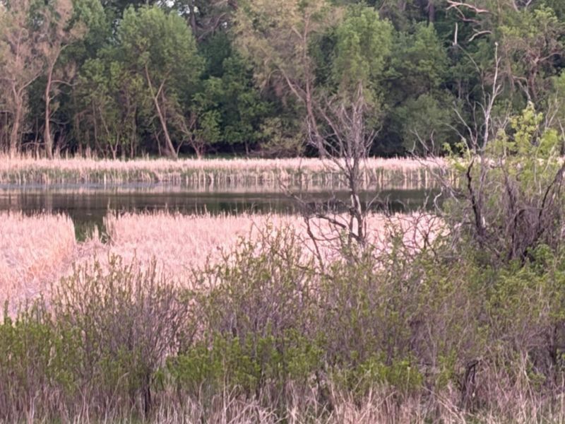 58255 Mn 7, Cosmos, MN 56228