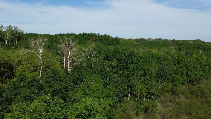 TBD County 4, Park Rapids, MN 56470