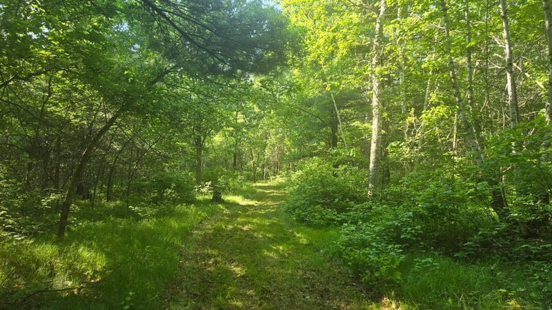 TBD County Road 13, Nisswa, MN 56468