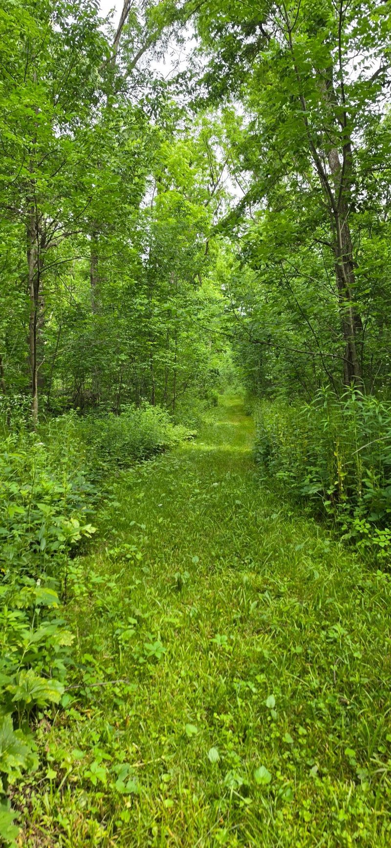TBD Cardinal Ln, Mabel, MN 55954