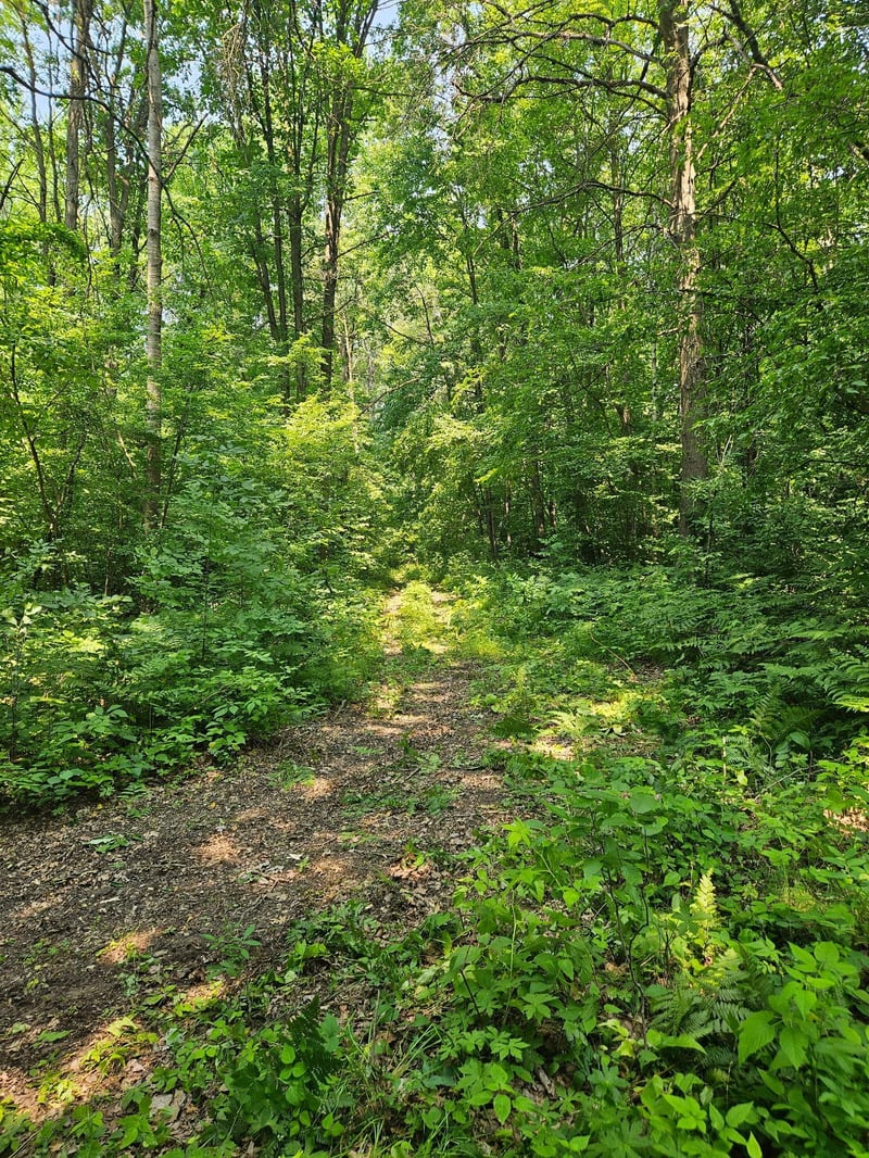 49 acres 16th Ave, Cameron, WI 54822