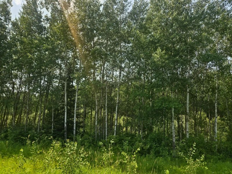 17 County Rd, Mizpah, MN 56660