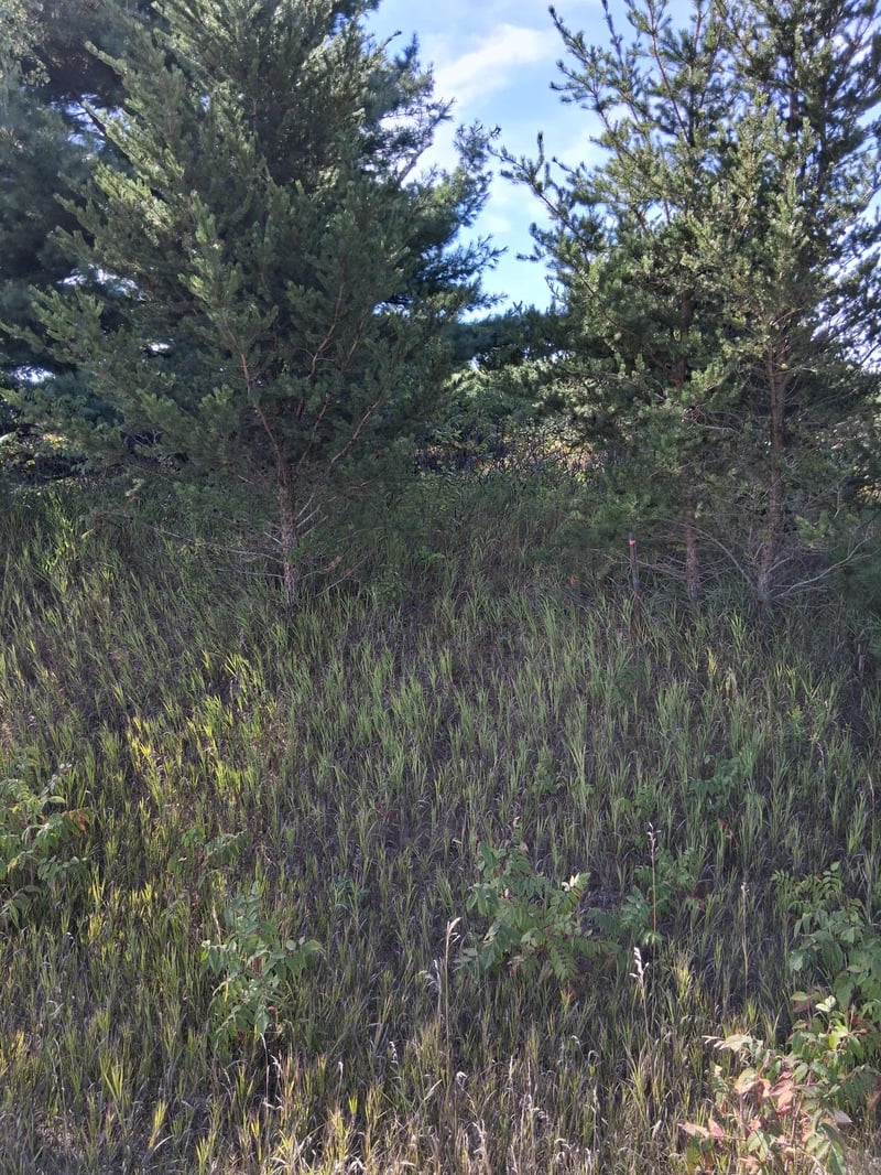 TBD Overland Dr, Browerville, MN 56438