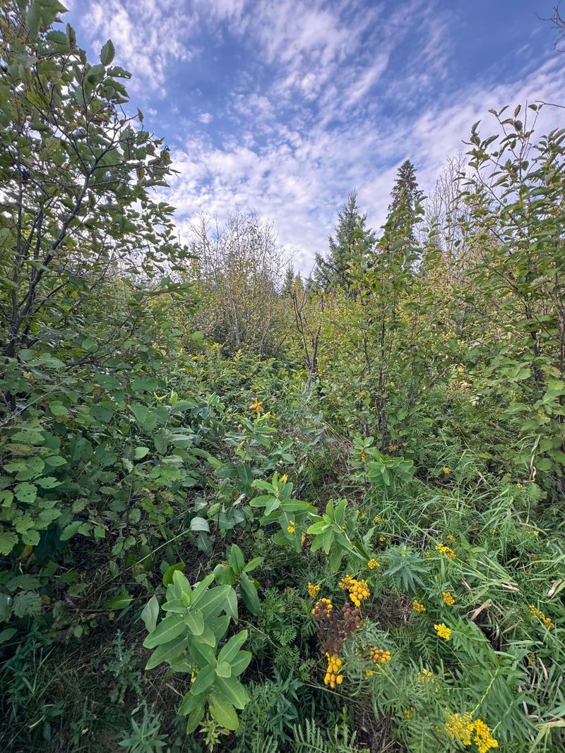 TBD Gull Lake Loop Rd, Hines, MN 56647