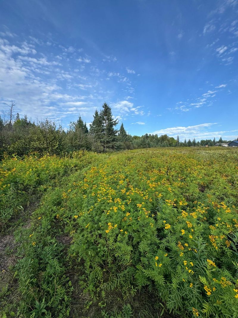 TBD Gull Lake Loop Rd, Hines, MN 56647