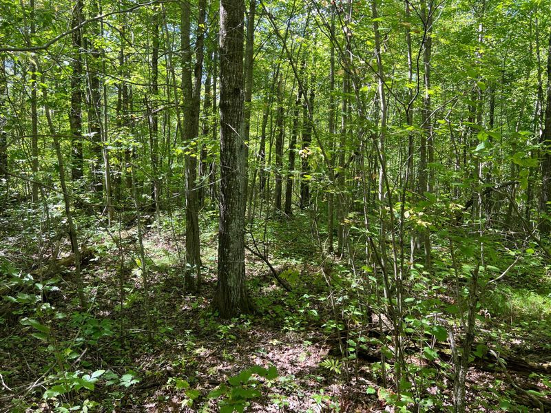 000 Maple Tree Ln, Pine City, MN 55063