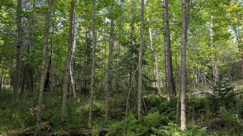 Lot B Everett Bay Rd, Tower, MN 55790