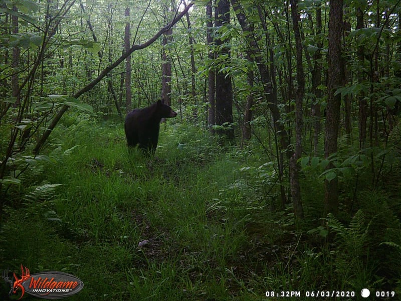 TBD Wolf Creek Rd, Fleming Twp, MN 55704