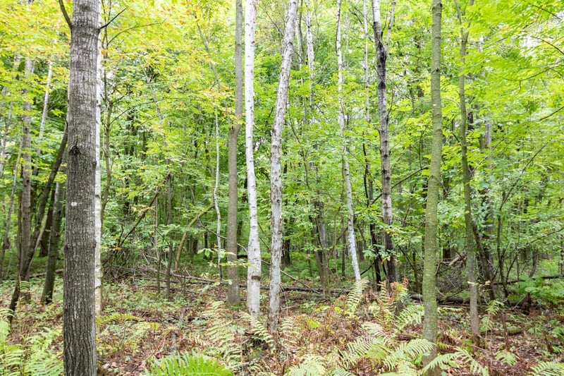 20 Acres 153rd Ave, Balsam Lake, WI 54810
