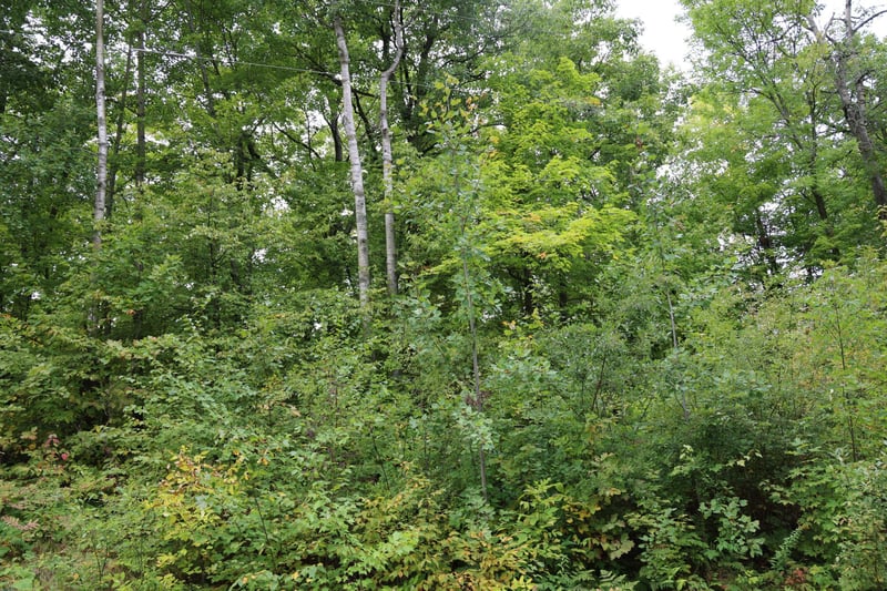 468xx Sugarbrush Cir, Garrison, MN 56450