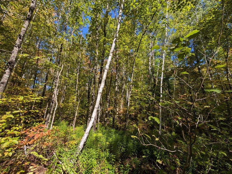 TBD Hwy B, Hunter Twp, WI 54843