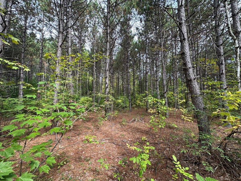 TBD W Fork Rd, Sandstone, MN 55072