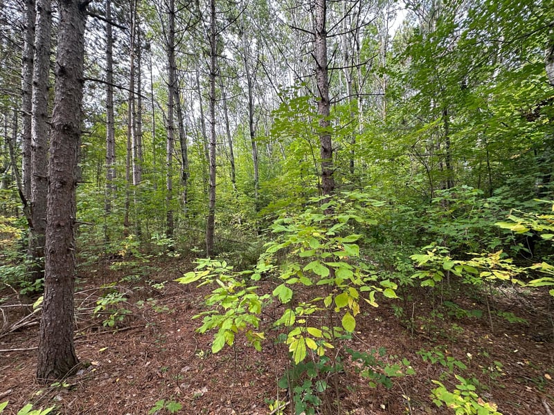 TBD W Fork Rd, Sandstone, MN 55072