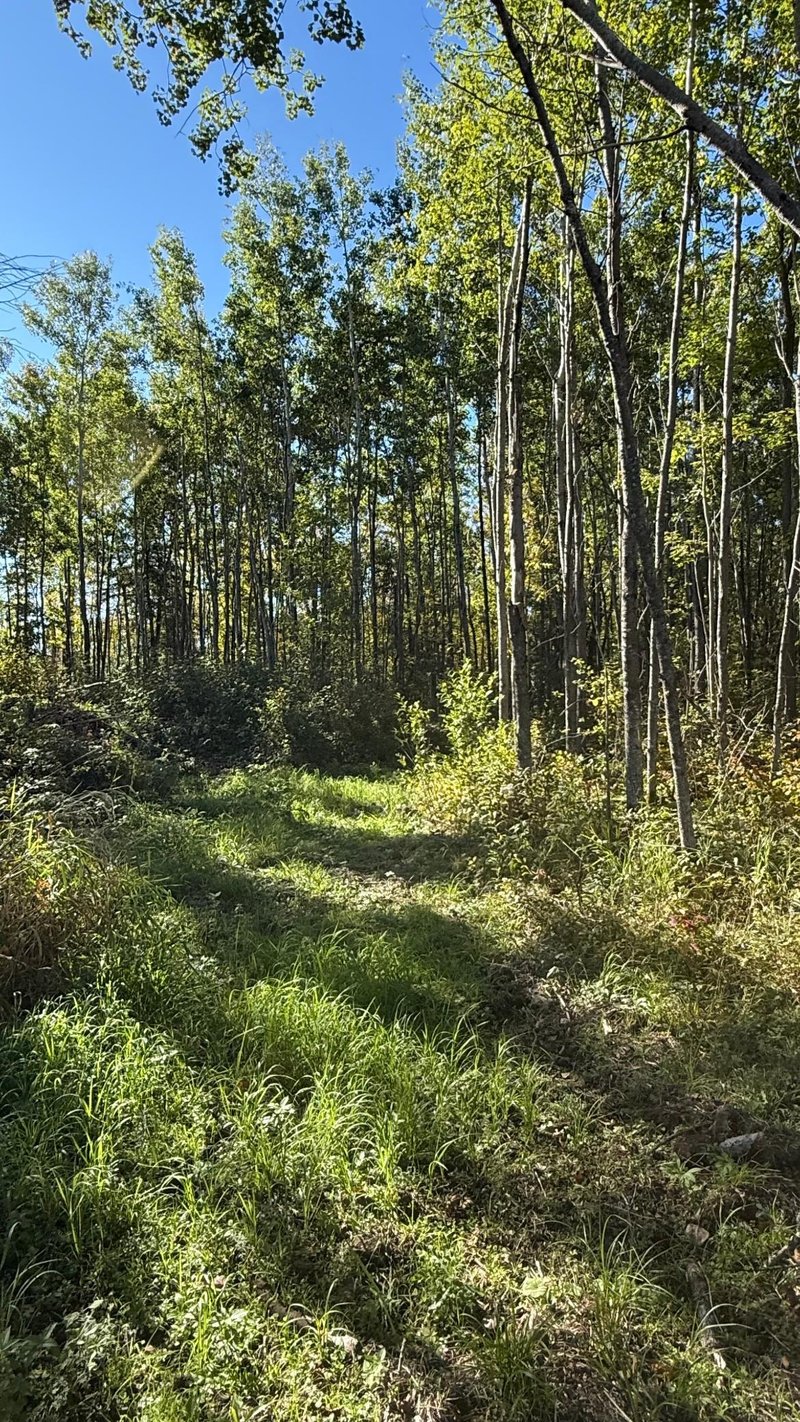 Parcel A Sunflower Rd, Kelliher, MN 56650