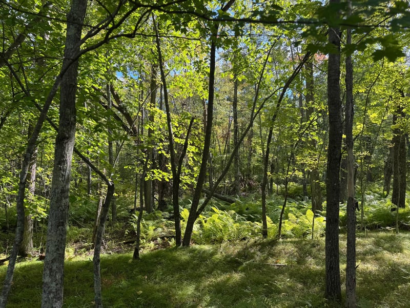XXX County Road 109, Merrifield, MN 56465
