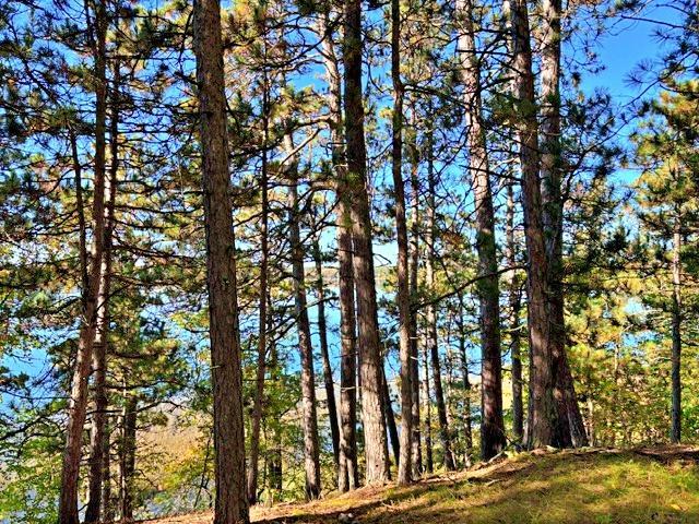 TBD Ironwood Dr, Park Rapids, MN 56470