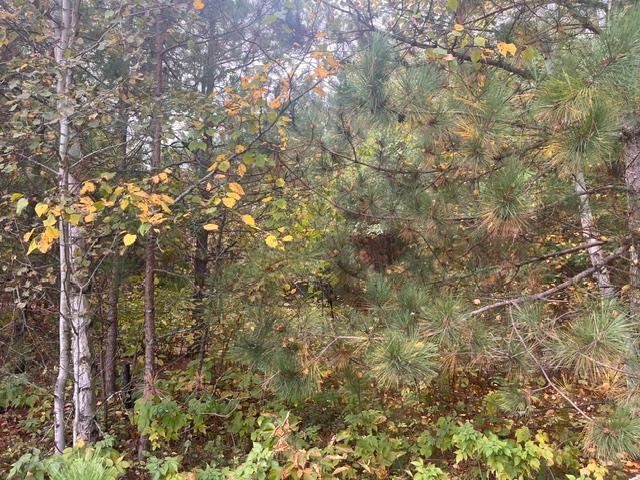 8924 Black Brook Rd, Webster, WI 54893