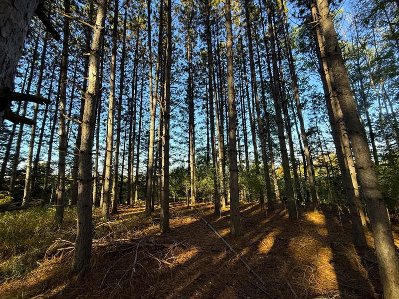 XXX 540th Ln, Palisade, MN 56469