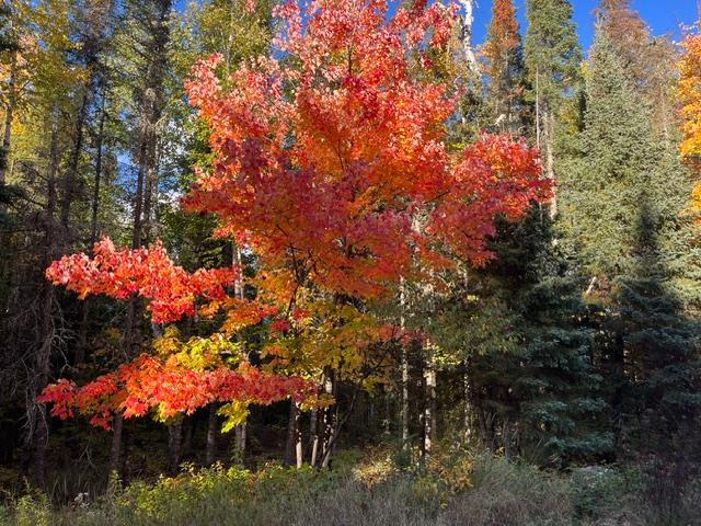 TBD Lost Lake Rd, Tower, MN 55790