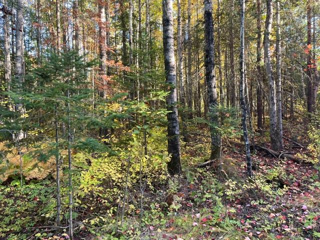 TBD Lost Lake Rd, Tower, MN 55790