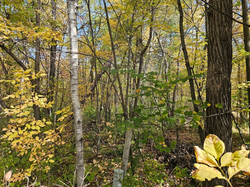 TBD Lot 2 Bunny Ln, Crosby, MN 56441