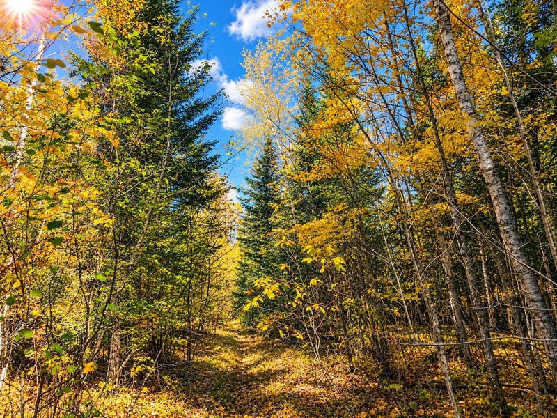 TBD Hinkkanen Rd, Floodwood, MN 55736