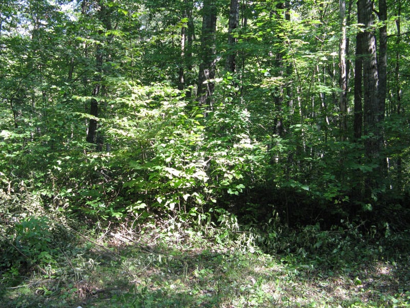 TBD Alpine Dr, Breezy Point, MN 56472