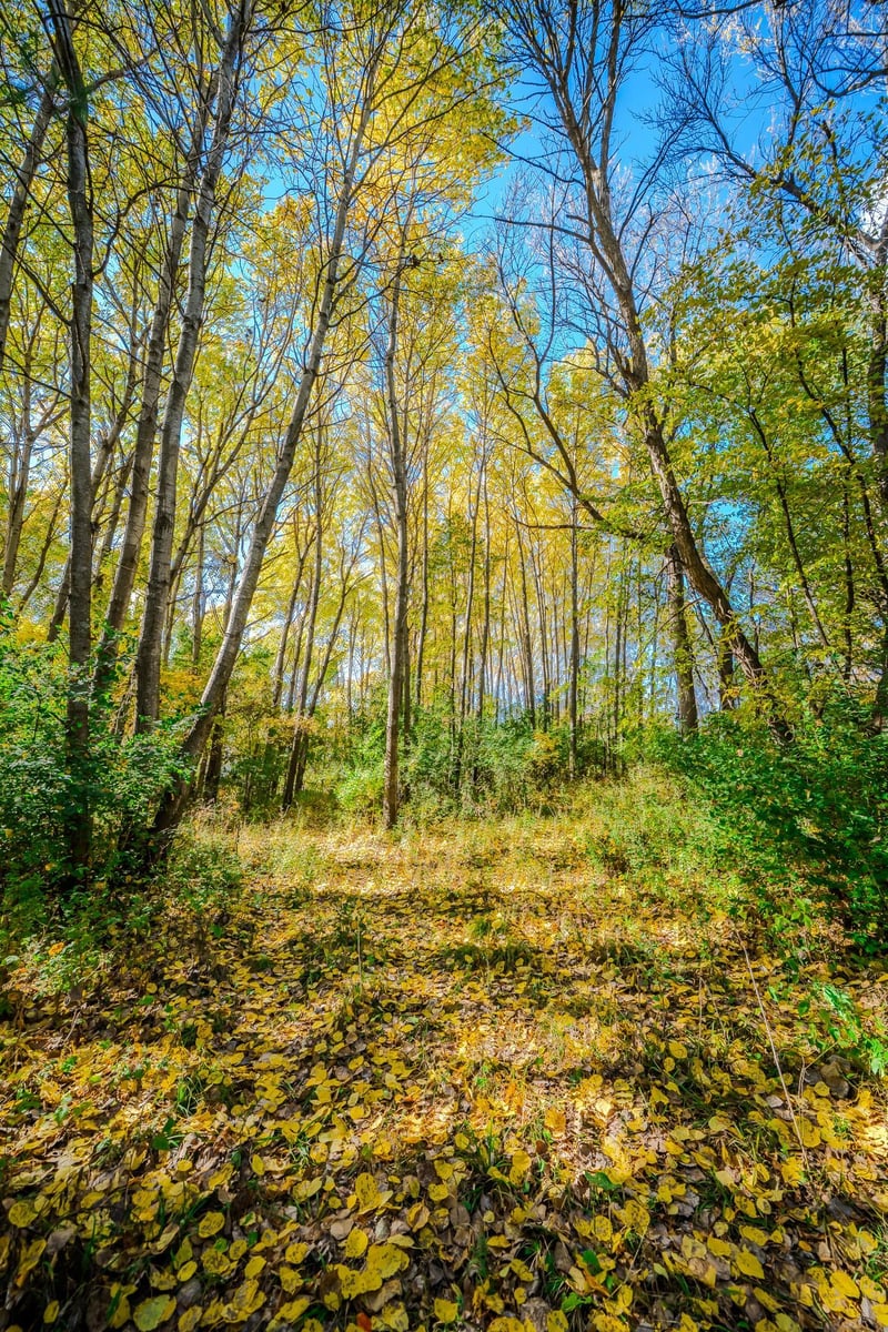 TBD County Road 102, Grey Eagle, MN 56336