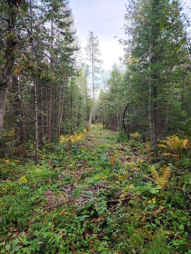 Hwy 45, Aniwa, WI 54414