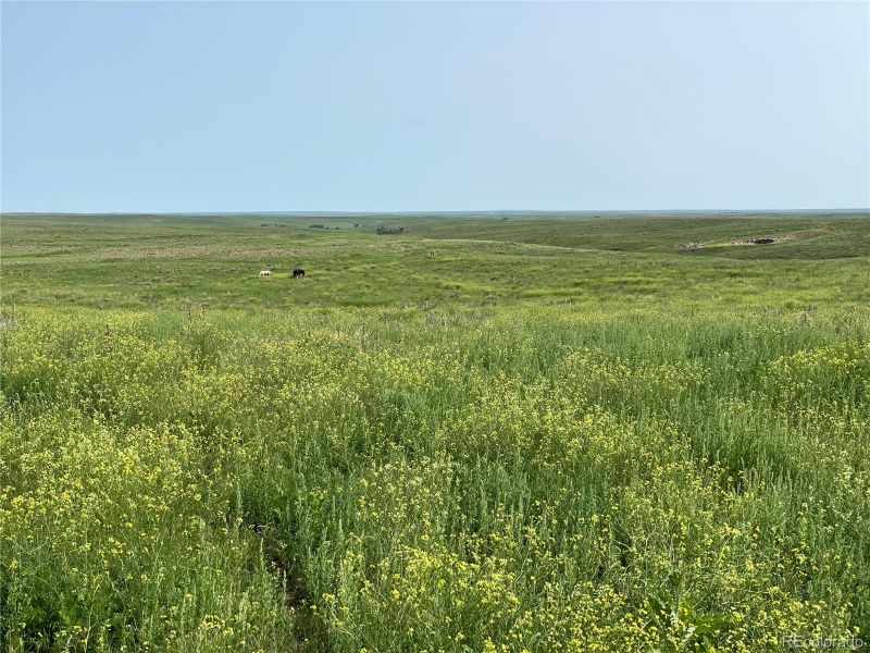 0002 County Road 166, Agate, CO 80105