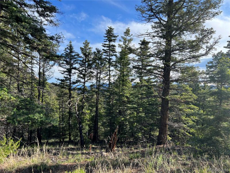 1580 Junkins Loop, Westcliffe, CO 81252